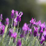 Lavendar. Herbalism